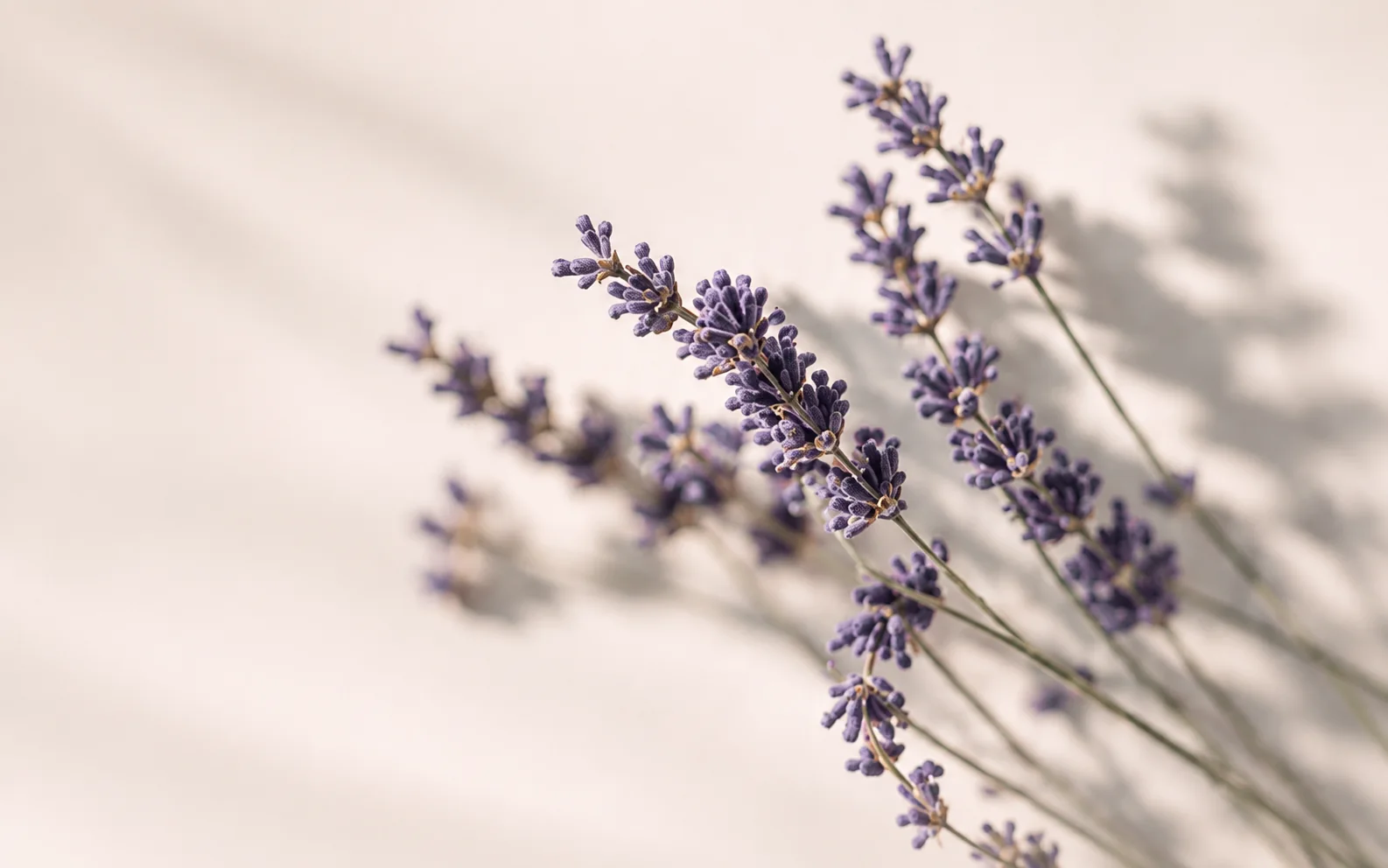 Lavanda - Psicólogos Kalon
